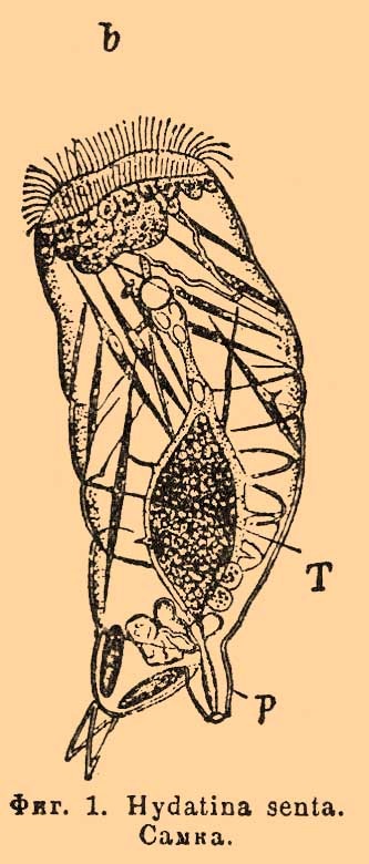 Rotiferek vannak