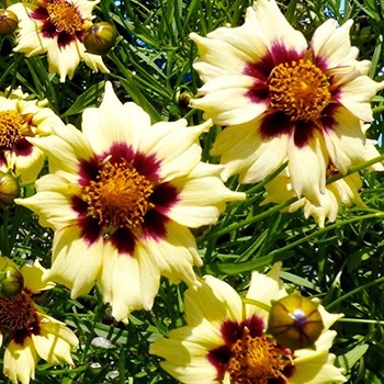 Coreopsis - termesztés és gondozás