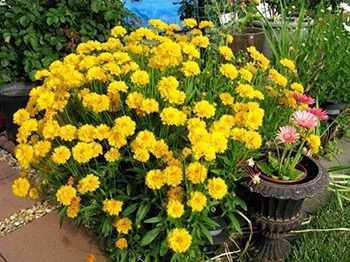 Coreopsis - cultivarea și îngrijirea