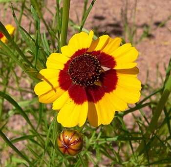 Coreopsis - cultivarea și îngrijirea