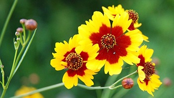 Coreopsis - cultivarea și îngrijirea