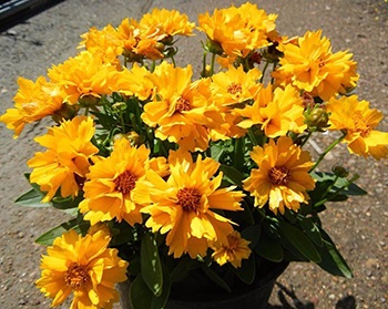 Coreopsis - cultivarea și îngrijirea