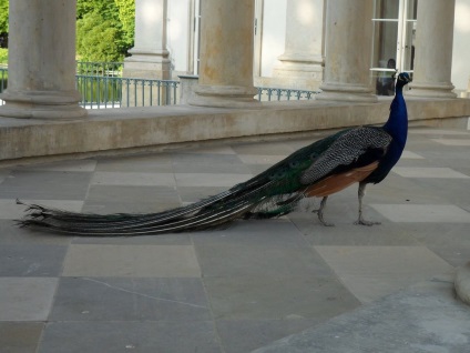 Royal Lazienki Park din Varșovia