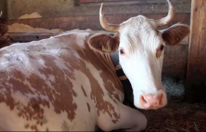 Vaca se limpezește pe piciorul din față ce să facă, vitele bursale cu o fotografie