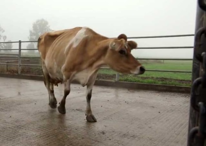 Vaca se limpezește pe piciorul din față ce să facă, vitele bursale cu o fotografie