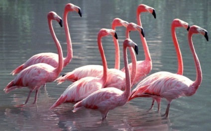 Flamingo roșu