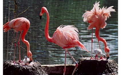 Flamingo roșu