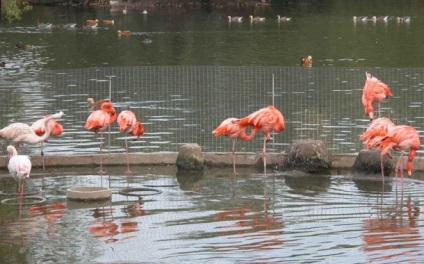 Flamingo roșu
