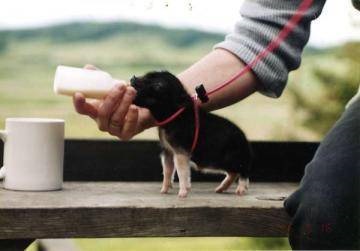 Röviden a mikro-mini pigasról - a hover-pig lovagok klubjáról