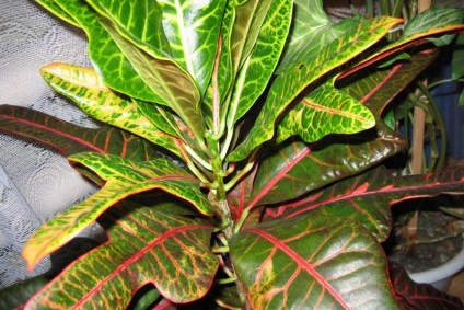 Croton - îngrijire la domiciliu, cele mai bune soiuri și modalități de reproducere