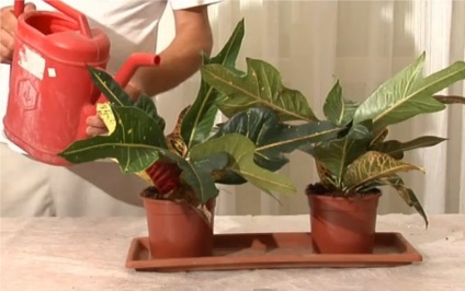 Croton - îngrijire la domiciliu, cele mai bune soiuri și modalități de reproducere