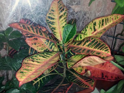 Croton otthoni ellátás, típusok, fajták, fotó
