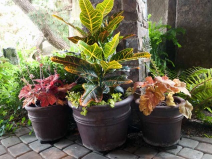 Croton otthoni ellátás, típusok, fajták, fotó