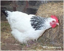 Chicken Brood - Selyanochka - portal pentru fermieri, agricultură, șeptel,