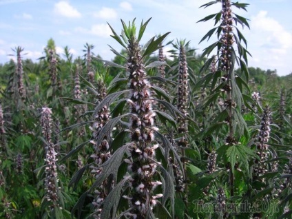 Fotografiile și numele plantelor medicinale