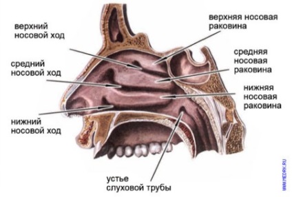 Anatomia și fiziologia lecturii tractului respirator