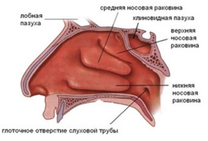 Anatomia și fiziologia lecturii tractului respirator