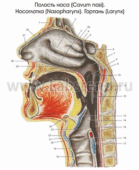 Anatomia și fiziologia lecturii tractului respirator