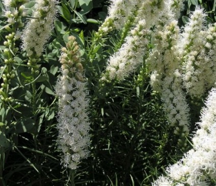 Leatris Spikelet