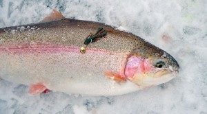 Pisztráng horgászni télen a tányéron