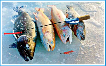 Păstrăvul de pescuit în timpul iernii pe platte - avantaje, sfaturi, tehnici și tactici de capturare, recenzii