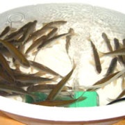 Prinderea de pește albă pe baical, cordon de pescuit