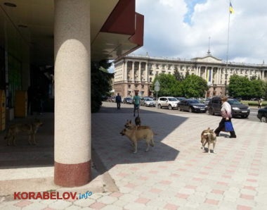 Люди, давайте робити щось! Чудовий настрій жінці, що йде на весілля, зіпсувала укусив