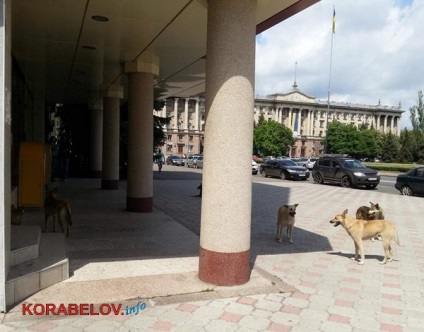 Oameni, să facem ceva! O stare bună pentru o femeie care mergea la o nuntă a fost răsfățată de un muscat