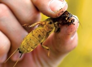 Medvedka fotografie și descriere cum să lupte cum arată larva, metode eficiente de a scăpa de