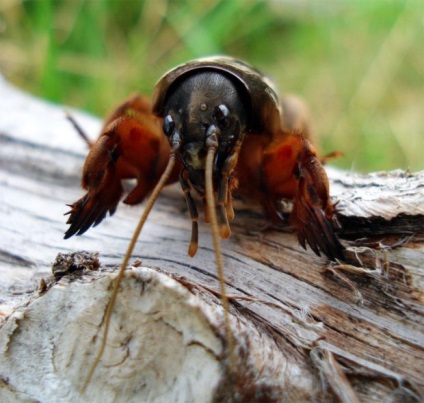 Medvedka fotografie și descriere cum să lupte cum arată larva, metode eficiente de a scăpa de