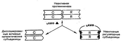 A peptid jellegű hormonok hatásmechanizmusa