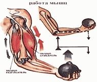 Sistemul muscular al persoanei 1