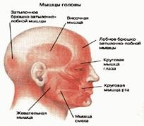 Sistemul muscular al persoanei 1