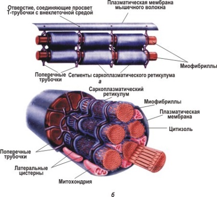 Mitochondria - ceea ce este
