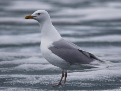 Tundra cu multe fețe și locuitorii săi