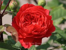 A kedvenc virágaim angol rózsák az orosz kertészek számára