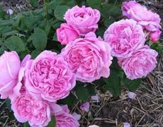 A kedvenc virágaim angol rózsák az orosz kertészek számára