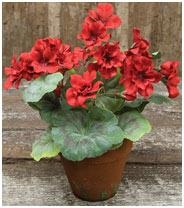 Remedii populare pentru camera de geranium (pelargonium) - viața mea