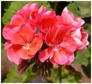 Remedii populare pentru camera de geranium (pelargonium) - viața mea