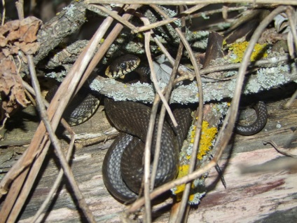 A kígyó és a vipera közötti szoros kapcsolat