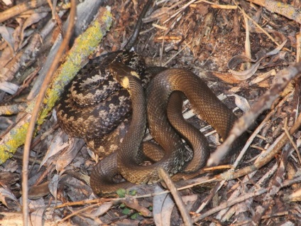 A kígyó és a vipera közötti szoros kapcsolat