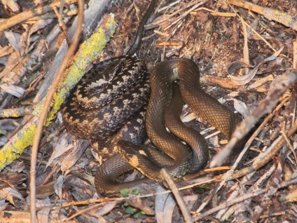 A kígyó és a vipera közötti szoros kapcsolat