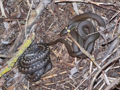 A kígyó és a vipera közötti szoros kapcsolat