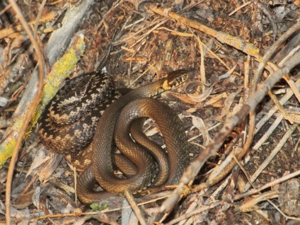 A kígyó és a vipera közötti szoros kapcsolat