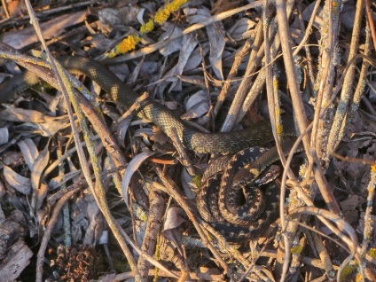 A kígyó és a vipera közötti szoros kapcsolat