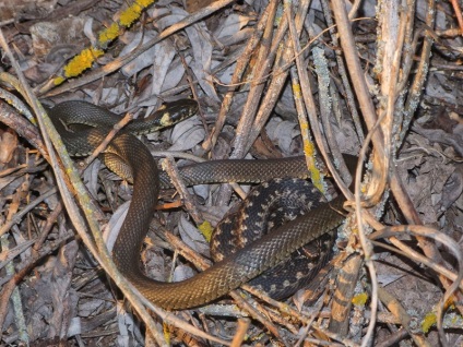 A kígyó és a vipera közötti szoros kapcsolat