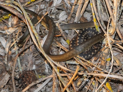 A kígyó és a vipera közötti szoros kapcsolat