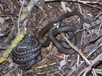 A kígyó és a vipera közötti szoros kapcsolat