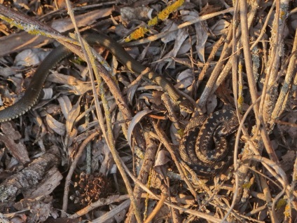 A kígyó és a vipera közötti szoros kapcsolat