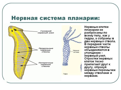Sistemul nervos al planarului